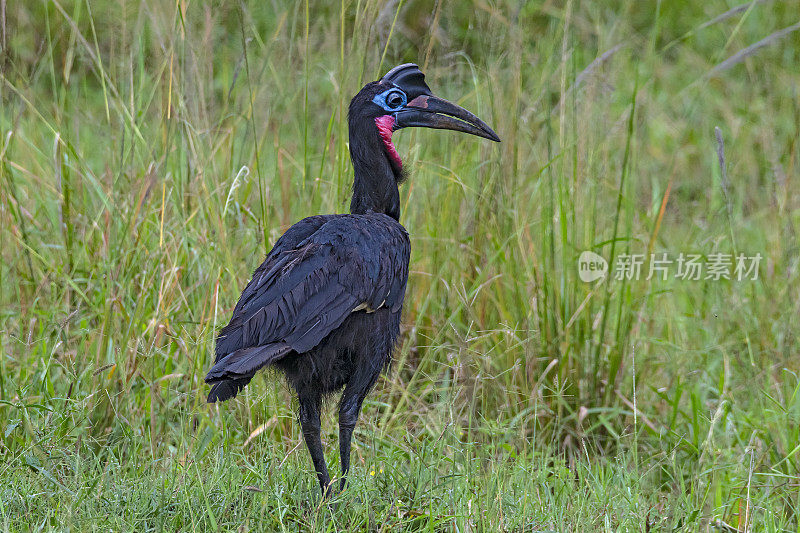 阿比西尼亚地犀鸟(Bucorvus abyssinicus)，野生动物射击，乌干达